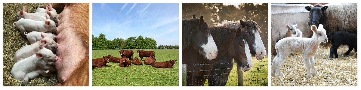 spring farm animal collage