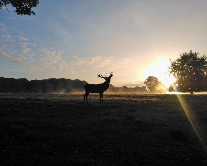 stag winter (1)