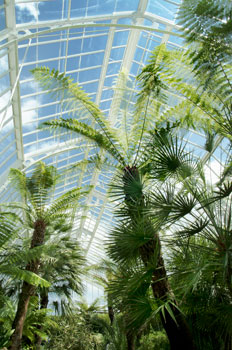 The fernery today - George Littler