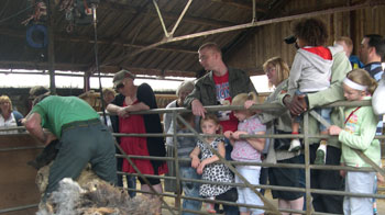 Sheep Shearing