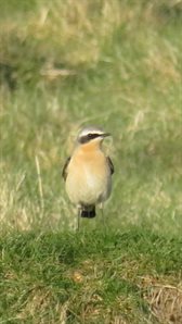 wheatear bird