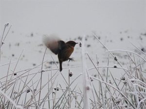 winter bird (1)