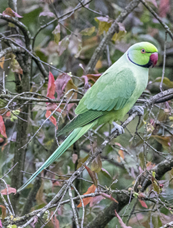 winter news 2023 bird