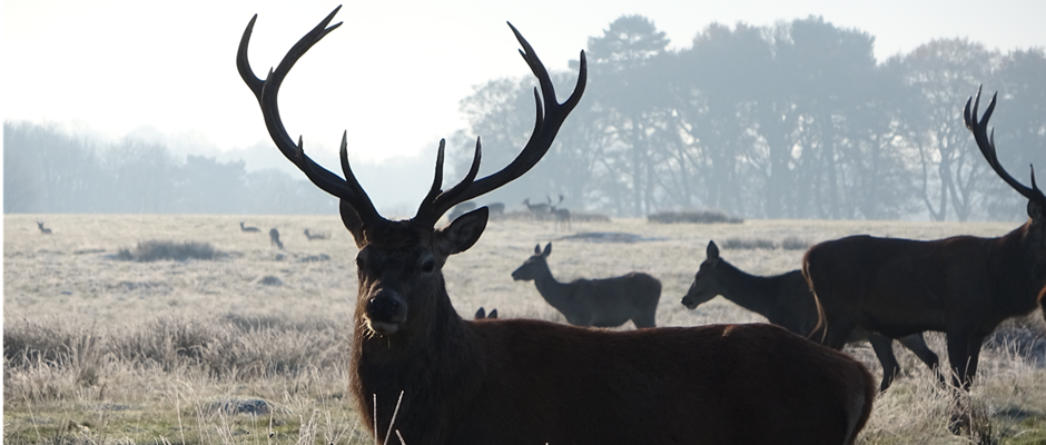 winter news 2023 deer